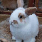 How Often Do Rabbits Need Vet Checkups? A 2025 Guide for Pet Owners in Port Harcourt