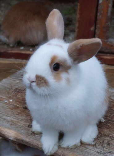 how often do rabbits need vet