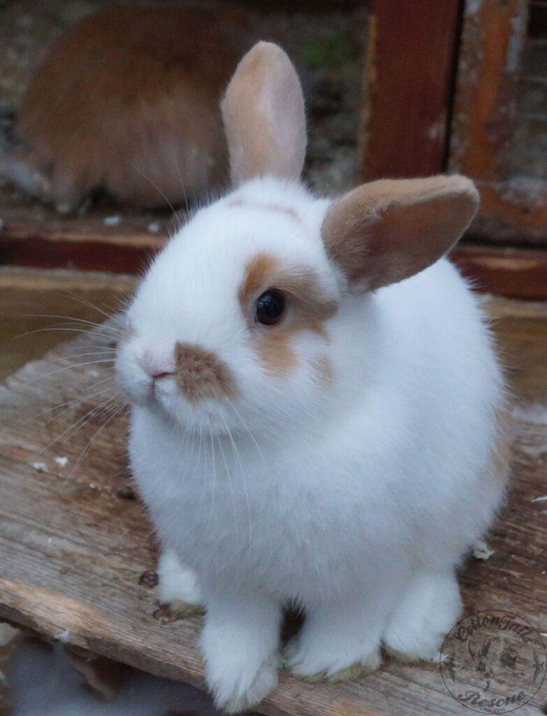 how often do rabbits need vet