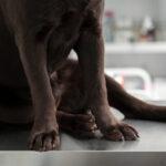 Reproductive Disorders in Female Dogs: Signs & Vet Treatments in Nigeria (2025)