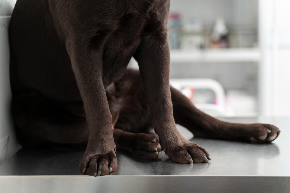 reproductive disorders in female dogs