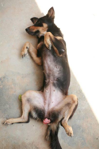 reproductive disorders in female dogs