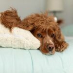 Spaying & Neutering Dogs in Nigeria: When to Book & Where (2025)