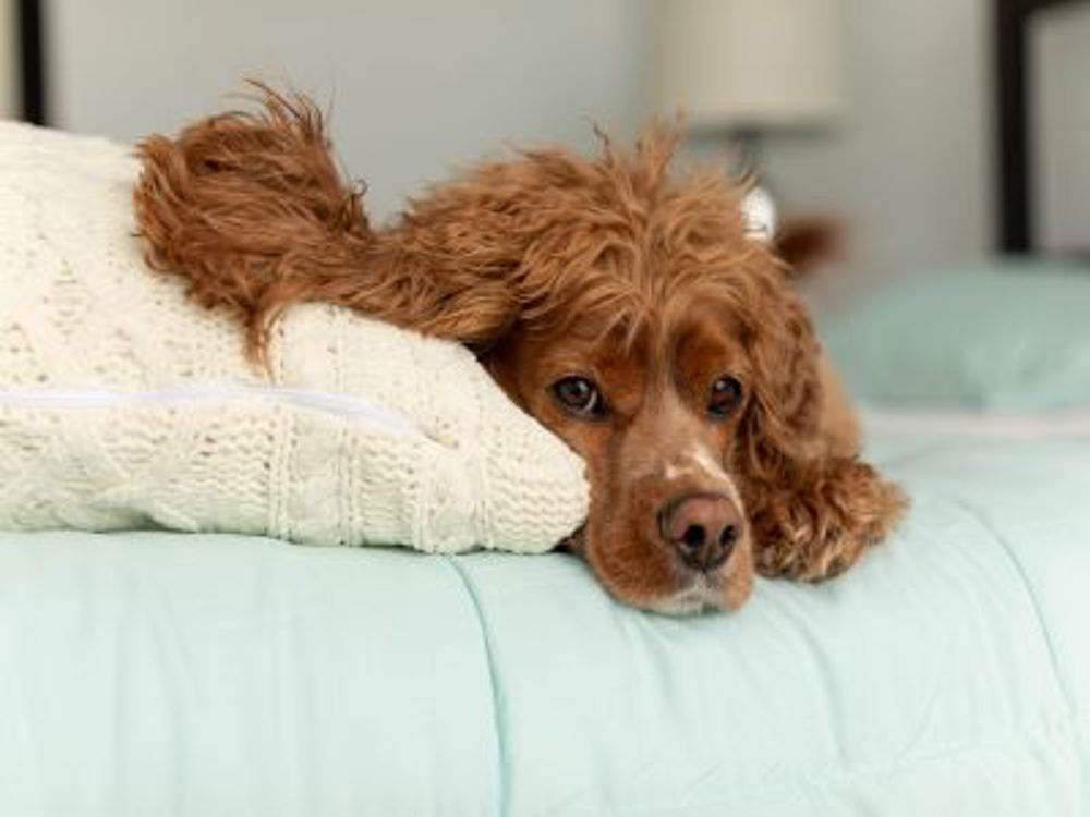 spaying and neutering dogs in Nigeria