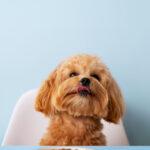 Natural vs. Synthetic Supplements: What’s Best for Your Dog?