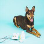 Understanding Dosage and Safety for Dog Medications