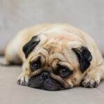 Managing Canine Anxiety: Medications, Pharmacies, and Daily Doses