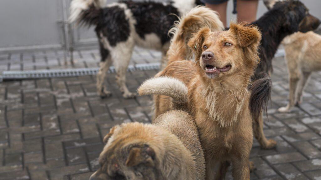 Dog Breeding