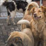Dog Breeding in Nigeria: How to Find Breeders Near You in Nigeria