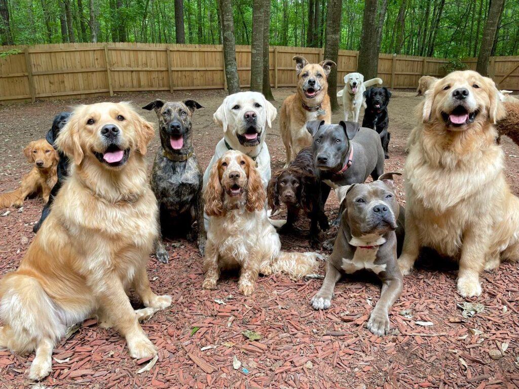 Dog Farming