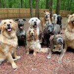 Dog Breeding in Nigeria: Profit Guide & Best Breeds (2025)
