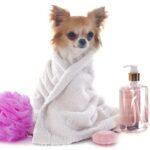 Top 10 Dog Groomers in Lekki, Lagos