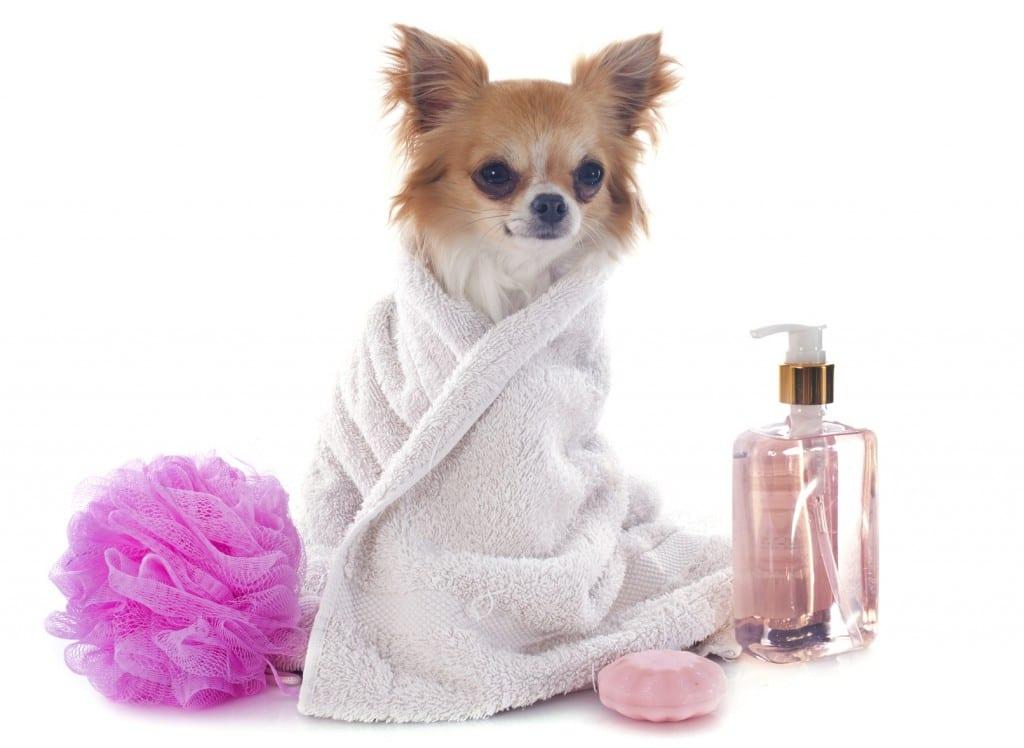 Dog Groomers in Lekki