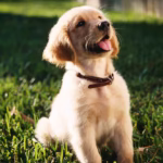 Dog Farming in Nigeria: Profit Guide & Most Lucrative Breeds (2025)
