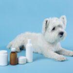 Best Dog Medications in Nigeria: Where to Buy & What to Use