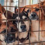 Dog Breeding in Nigeria 2025: Genetics & Ethics