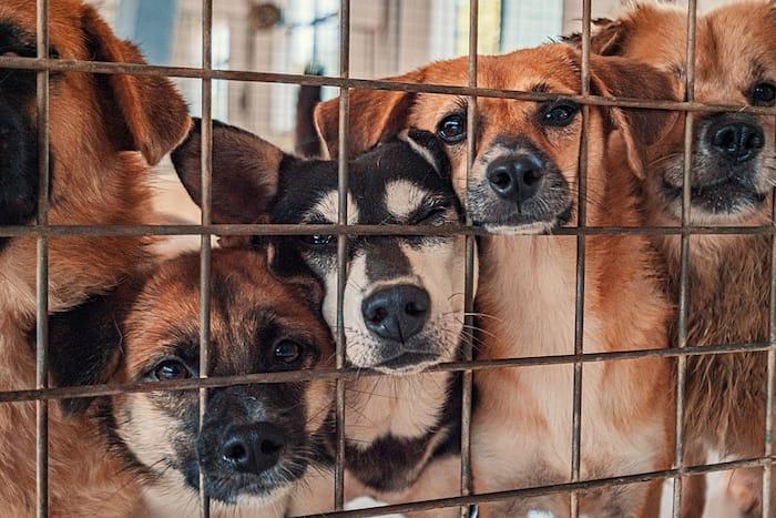 Ethical Dog Breeding in Nigeria