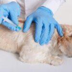 Vaccination Schedules and Parasite Control for Puppies