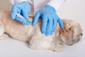 Puppy Vaccination