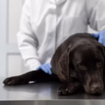 Common Dog Illnesses and Their Recommended Medications
