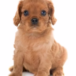 Puppy Care and Socialization in the First 8 Weeks