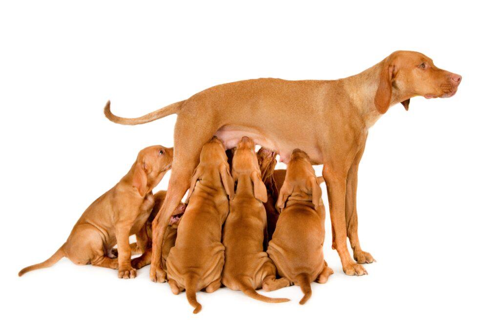 dog breeding in Nigeria