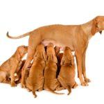 Dog Breeding in Nigeria 2025: Temperament vs Appearance