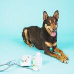 Understanding Dosage and Safety for Dog Medications