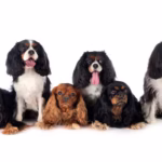 How Dog Breeding Works in Nigeria: Top Breeds & Ethics