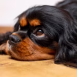 The Cruel Reality of Dog Breeding: Negative Impacts on Dogs and Beyond