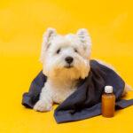 Must-Have Dog Medications and Supplements: What to Give, When and Why