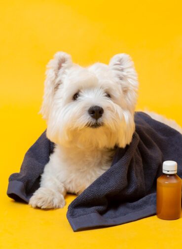 Must-have dog medications