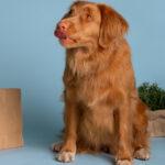 Where to Buy Preventive Care and Supplements for Older Dogs in Nigeria