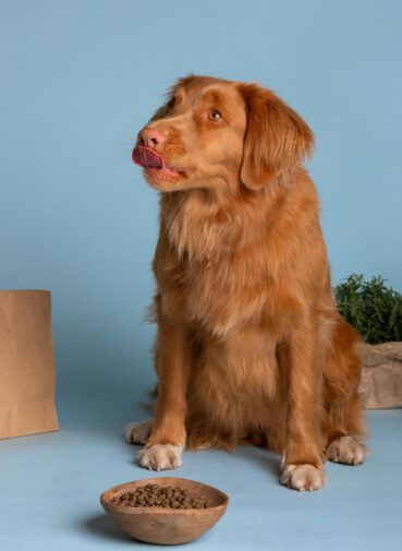 Supplements for older dogs