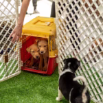 Top 10 Dog Boarding Facilities in Lekki, Lagos | Prices & Booking Guide