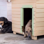 Top 10 Dog Breeding Facilities in Lagos