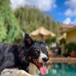 Top 10 Dog Hotels in Lekki, Lagos | Trusted Care & Comfort