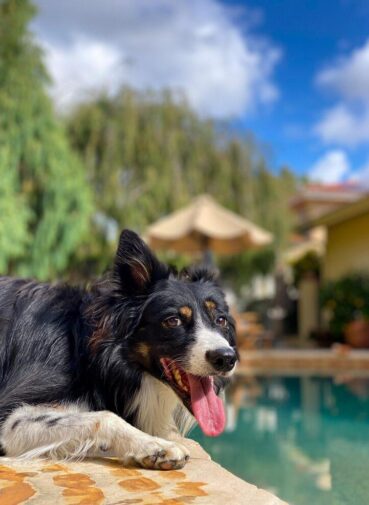 Top 10 Dog Hotels in Lekki, Lagos | Trusted Care & Comfort
