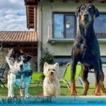 Top 10 Pet Hotels in Lekki, Lagos | Safe & Affordable Boarding