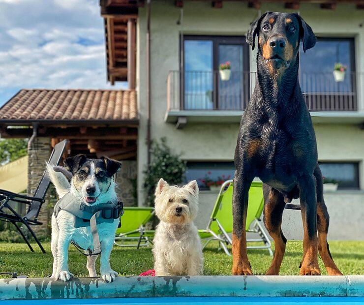 Top 10 Pet Hotels in Lekki, Lagos