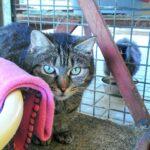 Top Cat Boarding Facilities in Lekki, Lagos | Prices & Booking Guide