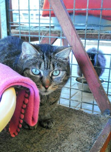 Top Cat Boarding Facilities in Lekki, Lagos | Prices & Booking Guide