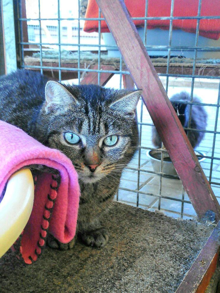 Top Cat Boarding Facilities in Lekki, Lagos | Prices & Booking Guide