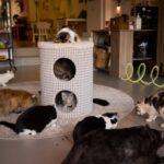 Best Cat Hotels in Lekki, Lagos (2025) | Safe & Affordable Boarding Services