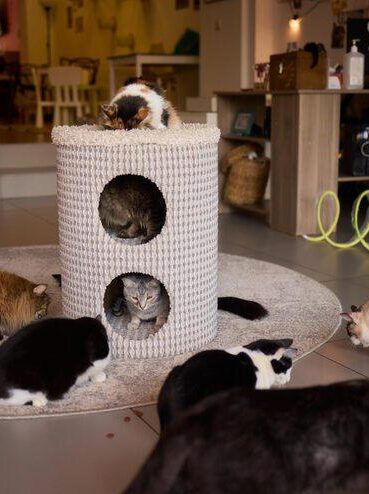 Best Cat Hotels in Lekki, Lagos | Safe & Affordable Boarding Services