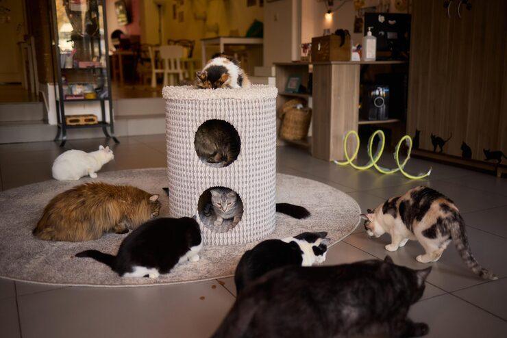 Best Cat Hotels in Lekki, Lagos | Safe & Affordable Boarding Services