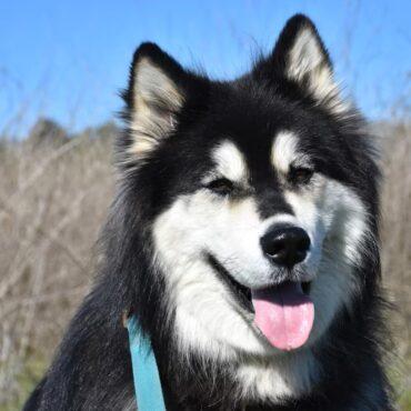 Alaskan Malamute for Sale in Nigeria