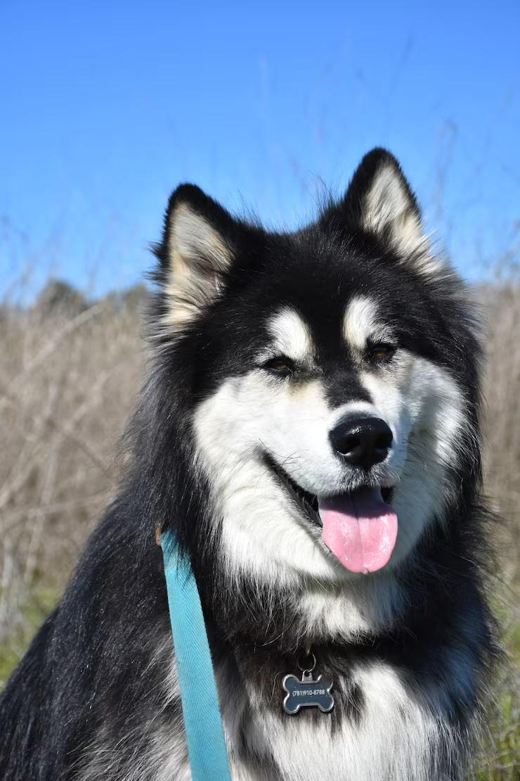 Alaskan Malamute for Sale in Nigeria