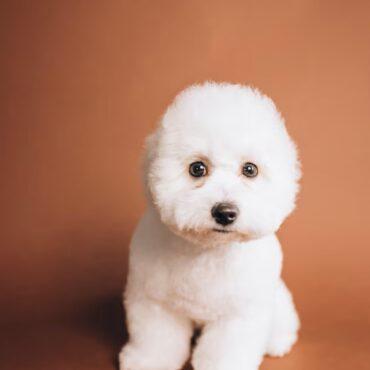 Bischon frise for Sale in Lagos, Nigeria