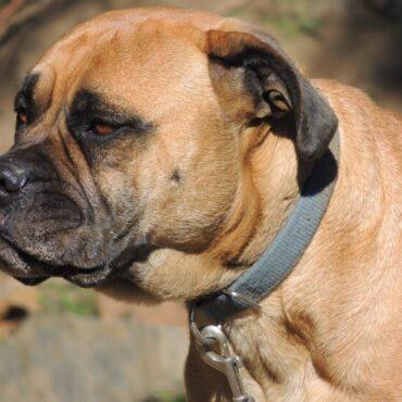 Bull mastiff for Sale in Nigeria